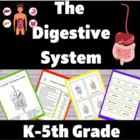 The Digestive System Educational Supplement Packet