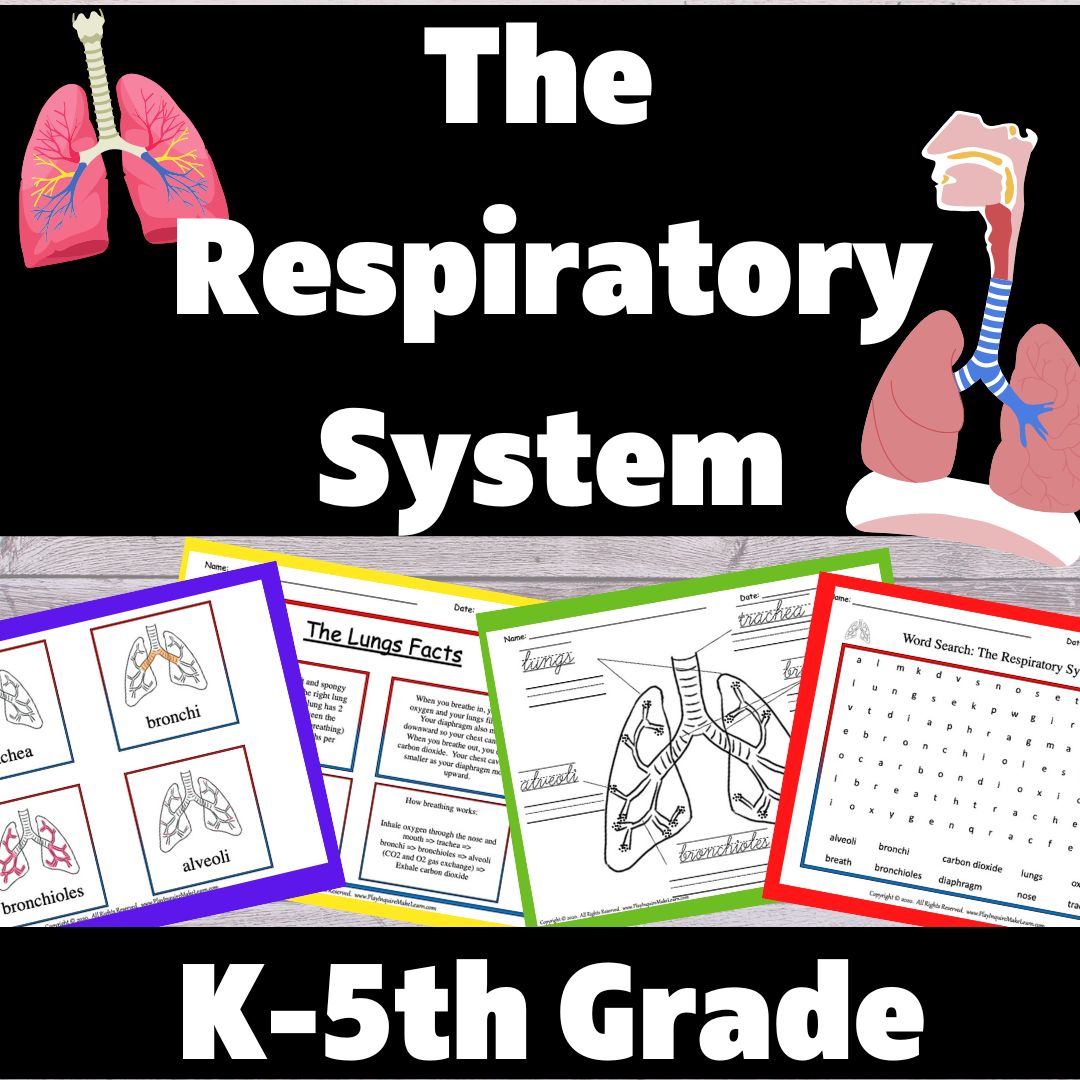 The Lungs Mini Unit Study - Play. Inquire. Make. Learn.