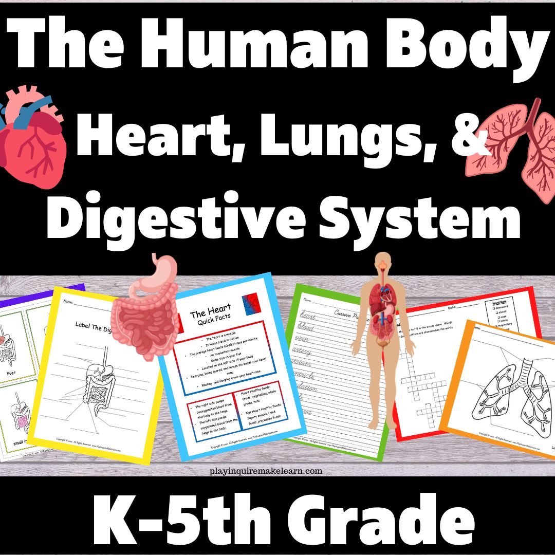 Human Body Systems Bundle: The Heart, Lungs, and Digestive System ...